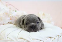 Roe, a female French Bulldog for sale in Rock Valley, IA – 1 of 6