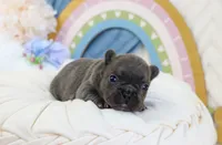 Sailor, a female French Bulldog for sale in Rock Valley, IA – 3 of 4