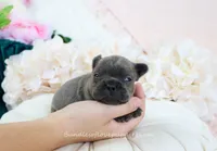 Luca, a male French Bulldog for sale in Rock Valley, IA – 2 of 3