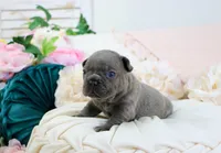 Princeton, a male French Bulldog for sale in Rock Valley, IA – 2 of 4