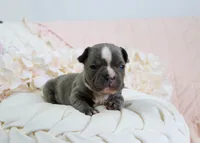 Caleb, a male French Bulldog for sale in Rock Valley, IA – 2 of 5
