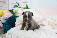 Caleb, a male French Bulldog for sale in Rock Valley, IA – 4 of 5