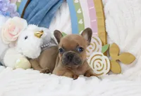 Minnie, a female French Bulldog for sale in Rock Valley, IA – 2 of 6