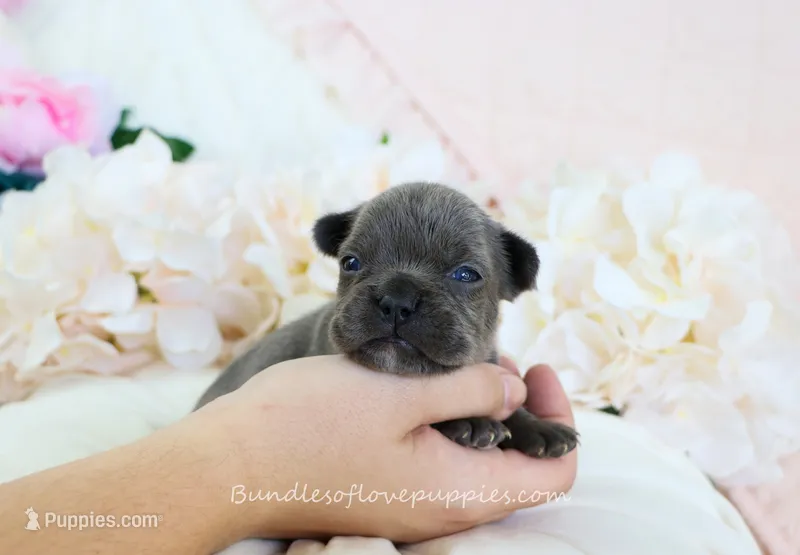 Noel – French Bulldog puppy for sale in Rock Valley, IA
