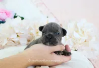 Noel, a male French Bulldog for sale in Rock Valley, IA – 1 of 3
