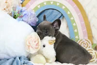Princeton, a male French Bulldog for sale in Rock Valley, IA – 6 of 7