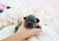Elle, a male French Bulldog for sale in Rock Valley, IA – 2 of 4