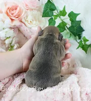 Hayes, a male French Bulldog for sale in Rock Valley, IA – Photo 4 of 4