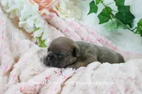 Hayes, a male French Bulldog for sale in Rock Valley, IA – Photo 3 of 4