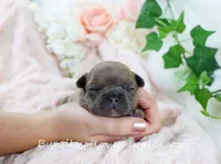 Hayes, a male French Bulldog for sale in Rock Valley, IA – Photo 1 of 4