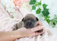 Hayes, a male French Bulldog for sale in Rock Valley, IA – Photo 2 of 4