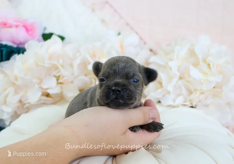 Finn – French Bulldog puppy for sale in Rock Valley, IA