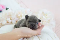 Shay, a male French Bulldog for sale in Rock Valley, IA – 3 of 5