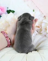 Noel, a male French Bulldog for sale in Rock Valley, IA – 3 of 3