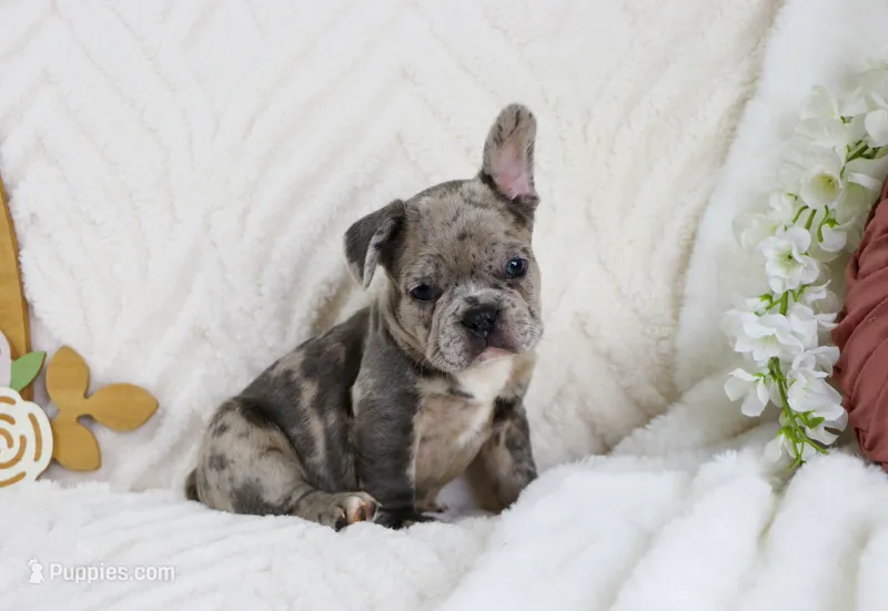 Shai – French Bulldog puppy for sale in Rock Valley, IA