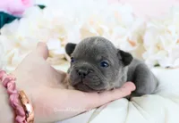 Shay, a male French Bulldog for sale in Rock Valley, IA – 1 of 5