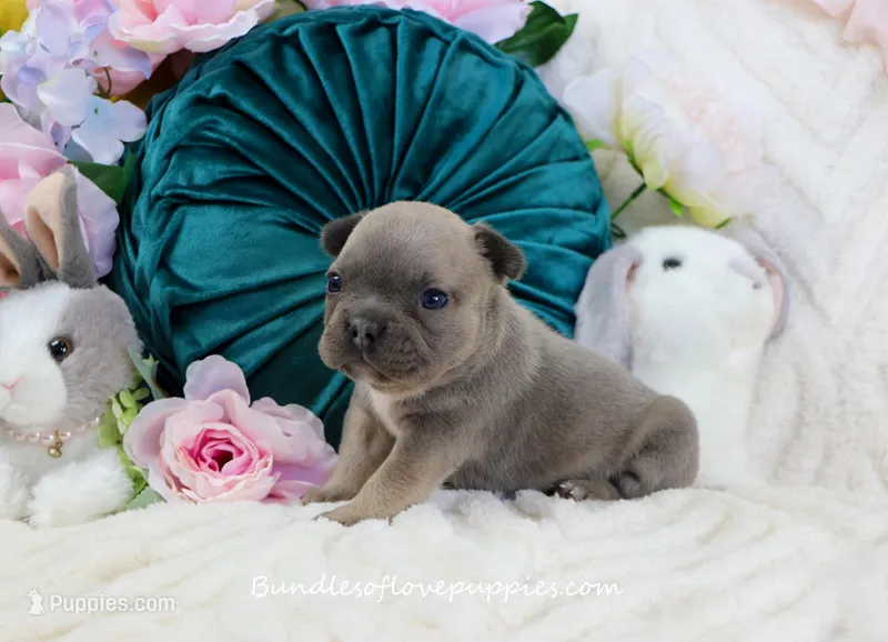 Jubilee – French Bulldog puppy for sale in Rock Valley, IA