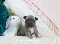 Jubilee, a female French Bulldog for sale in Rock Valley, IA – Photo 2 of 4