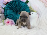 Jubilee, a female French Bulldog for sale in Rock Valley, IA – Photo 3 of 4