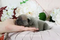 Jubilee, a female French Bulldog for sale in Rock Valley, IA – Photo 3 of 5