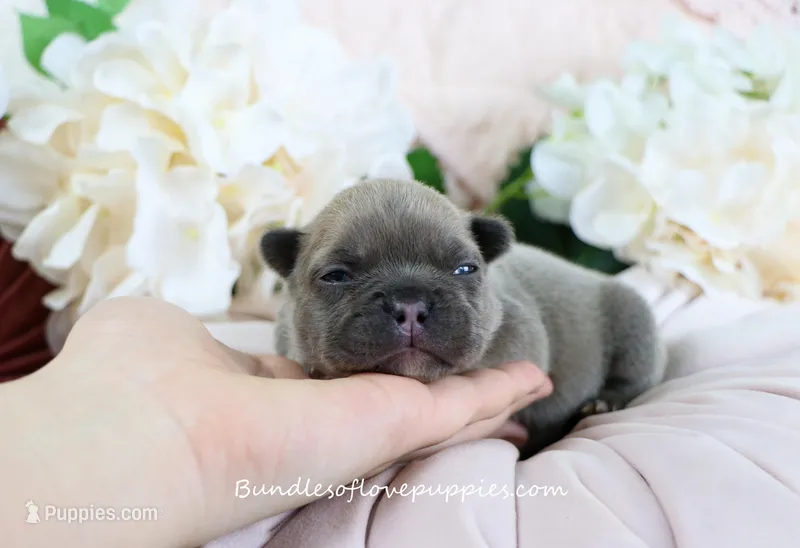 Jubilee – French Bulldog puppy for sale in Rock Valley, IA