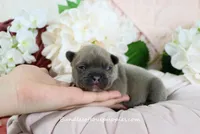 Jubilee, a female French Bulldog for sale in Rock Valley, IA – Photo 4 of 5