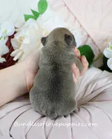 Jubilee, a female French Bulldog for sale in Rock Valley, IA – Photo 5 of 5