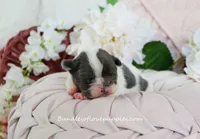 Monroe, a male French Bulldog for sale in Rock Valley, IA – Photo 1 of 4