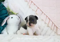 Monroe, a male French Bulldog for sale in Rock Valley, IA – Photo 2 of 3