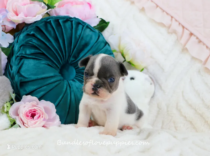 Monroe – French Bulldog puppy for sale in Rock Valley, IA