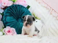 Monroe, a male French Bulldog for sale in Rock Valley, IA – Photo 1 of 3