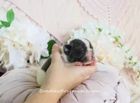 Monroe, a male French Bulldog for sale in Rock Valley, IA – Photo 3 of 4