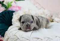 Shai, a male French Bulldog for sale in Rock Valley, IA – 3 of 6