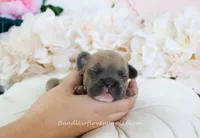 Faye, a male French Bulldog for sale in Rock Valley, IA – 1 of 5