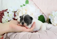 Ruthie, a female French Bulldog for sale in Rock Valley, IA – Photo 2 of 4