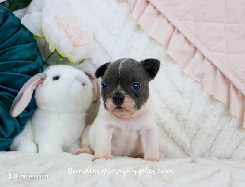 Ruthie – French Bulldog puppy for sale in Rock Valley, IA