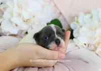 Ruthie, a female French Bulldog for sale in Rock Valley, IA – Photo 3 of 4