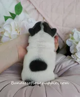 Ruthie, a female French Bulldog for sale in Rock Valley, IA – Photo 4 of 4