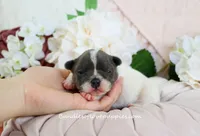 Ruthie, a female French Bulldog for sale in Rock Valley, IA – Photo 1 of 4