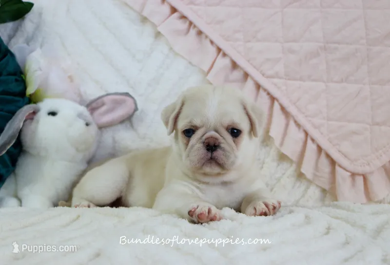 Pearl – Pug puppy for sale in Rock Valley, IA