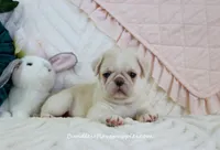 Pearl, a female Pug for sale in Rock Valley, IA – 1 of 6