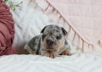 Quincy, a male French Bulldog for sale in Rock Valley, IA – Photo 3 of 5