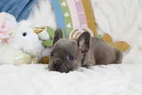 Millie, a female French Bulldog for sale in Rock Valley, IA – 2 of 3