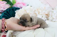 Faye, a male French Bulldog for sale in Rock Valley, IA – 2 of 5