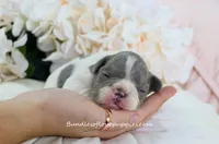 Leo, a male French Bulldog for sale in Rock Valley, IA – 2 of 5