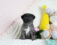 Ebony, a female Pug for sale in Rock Valley, IA – 4 of 7