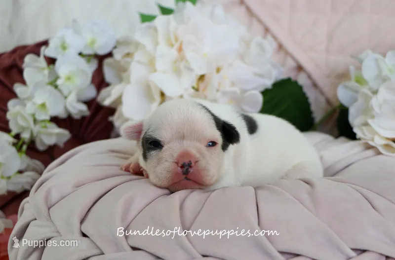 Maeve – French Bulldog puppy for sale in Rock Valley, IA