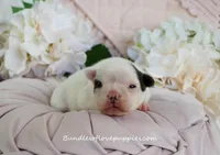 Maeve, a female French Bulldog for sale in Rock Valley, IA – Photo 3 of 4