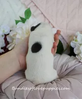 Maeve, a female French Bulldog for sale in Rock Valley, IA – Photo 4 of 4