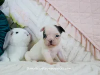 Maeve, a female French Bulldog for sale in Rock Valley, IA – Photo 2 of 4